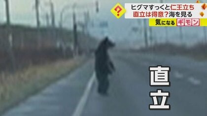 物思いにふける？道路に“仁王立ち”で海を見つめるヒグマ　専門家「様子をうかがうときに立ち上がる」　北海道