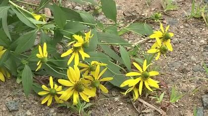 特定外来生物「オオハンゴンソウ」を駆除　繁殖力強く他植物の生育にも悪影響　岩手県雫石町