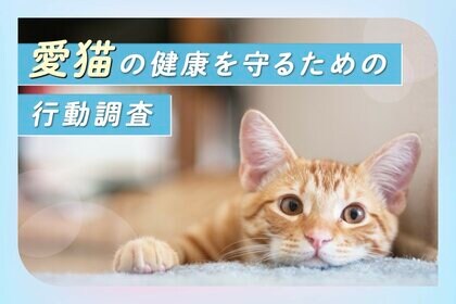 【気になる避妊・去勢手術の実施率は86.2%】愛猫の健康を守るための行動調査