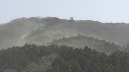 「もはや社会問題」国民2人に1人　スギ花粉症患者の救世主！？　「無花粉スギ」誕生へ【宮城発】