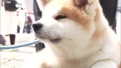 国内外から秋田犬が一堂に会し雄姿を競う　見事な立ち居振る舞いでファン魅了　秋田・大館市
