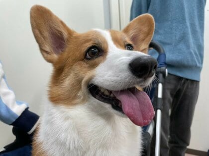 「愛犬と同じお菓子を食べたい」飼い主からのリクエストで大学生が人も犬も食べられるクッキーを開発「おやつは大切なコミュニケーションツール」
