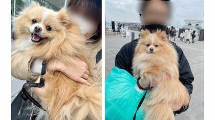 「素直な子だな」第一希望と第三希望で抱っこの表情が全く違う犬…では第二希望の時は？飼い主に聞いた