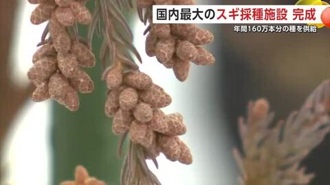 国内最大級のスギ採種施設、秋田市の製紙工場に完成　“花粉少ない”エリートツリーの量産へ