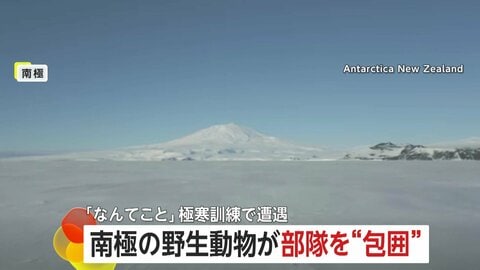 極寒訓練中の南極で野生動物に“包囲された”ニュージーランド軍部隊…思わぬ訪問者に隊員も「なんてこと」