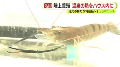 温泉の熱を利用　オニテナガエビの陸上養殖　地元の新たな特産品へ　旅館と観光客向けのメニュー開発も
