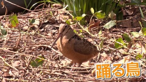 公園の真ん中でノリノリダンス　「アメリカヤマシギ」現る　渡りの途中で立ち寄ったか　見物人「SNSで追いかけていたラッキー」　アメリカ