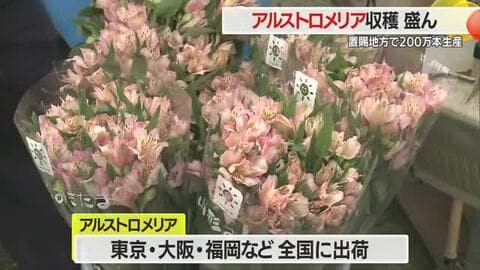 アルストロメリア年間200万本生産・全国有数の産地で収穫盛ん　卒業式・入学式など彩る　山形・置賜地域