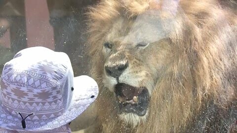 熊本市動植物園、12日から3日間「無料」　被災地の子供たちに笑顔を