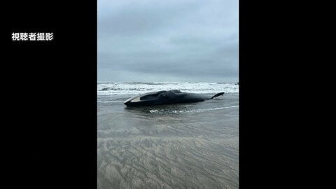 体長17メートルのクジラ漂着　ナガスクジラか　台風接近で撤去見送り、立ち入り注意呼びかけ　千葉・匝瑳市