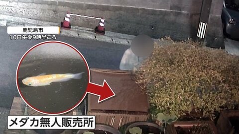メダカ無人販売店に“泥棒”　防犯カメラに不審な“しゃがむ人物”の姿　警察が捜査　鹿児島市