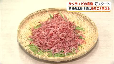 サクラエビの春漁　初日の水揚げ量は前年の3倍超　条件が良くない中でも好スタート　“駿河湾の宝石”期待高まる