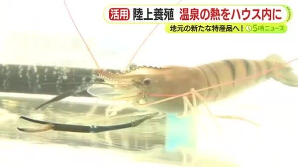 温泉の熱を利用　オニテナガエビの陸上養殖　地元の新たな特産品へ　旅館と観光客向けのメニュー開発も｜FNNプライムオンライン