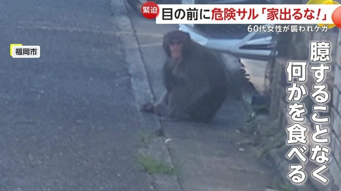 人の気配に気がつきながらも余裕のサル(FNN投稿サイト「ビデオPost」)