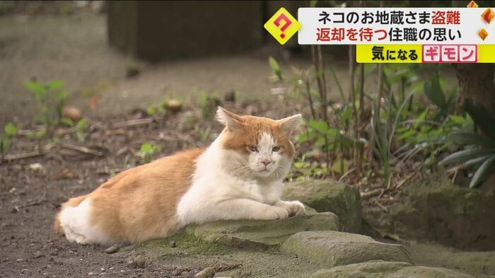 お寺でくつろぐネコ
