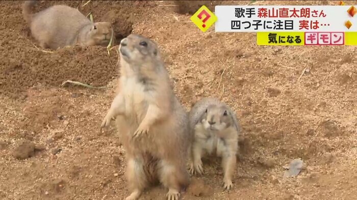 3匹のプレーリードッグ