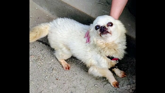 10年間連れ添った愛犬のチワワ