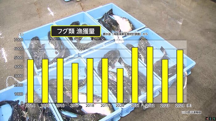 フグの漁獲量は安定している
