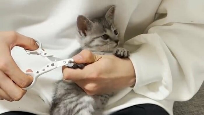 爪切りをされる「ととまる」くん