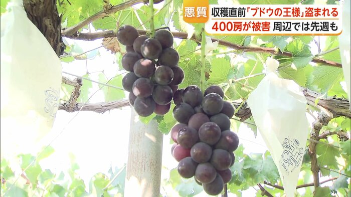 収穫前の“ブドウの王様”巨峰