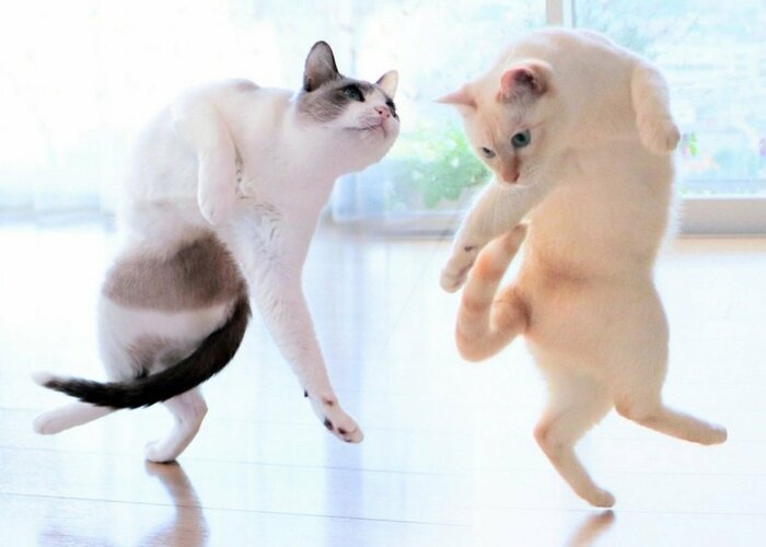 飼い主さんお気に入りの、すず香ちゃんと一緒にダンス中のような一枚