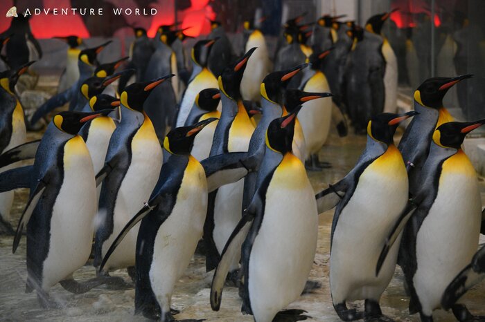 「ペンギン王国」の様子(提供:アドベンチャーワールド)