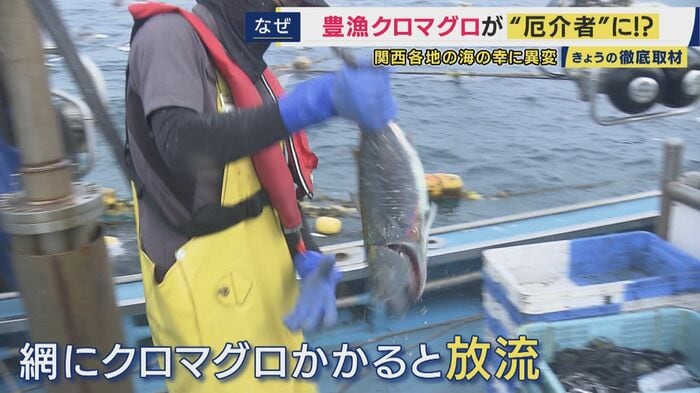漁師たちがクロマグロを海へ戻していく