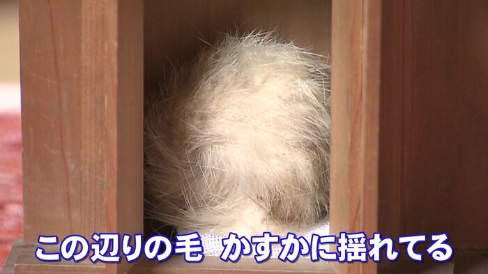 龍渓院にある狐の玉