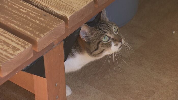木製ベンチの下から顔をのぞかせる保護ネコ
