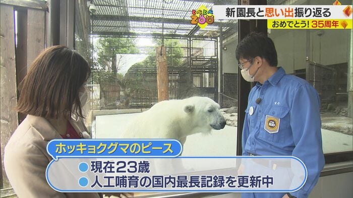 ピースは人工保育の国内最長記録を更新中