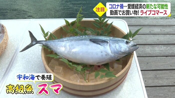 宇和海で養殖された高級魚 スマ