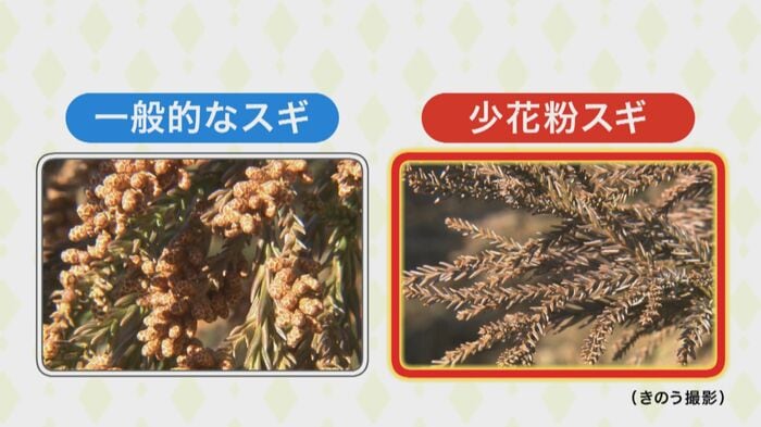 少花粉スギの特徴は枝の先端。一般的なスギと比べて、花粉を出す雄花が育っていない