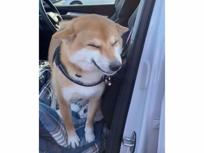 提供:柴犬 雷吾さん