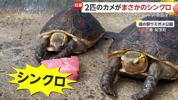 全く同じポーズで反応した2匹(提供:道の駅ウミガメ公園 公式X)