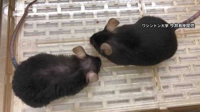 あの頃に戻れる夢の“若返り酵素”を発見! 毛並みツヤツヤ…ヒトへの応用は?