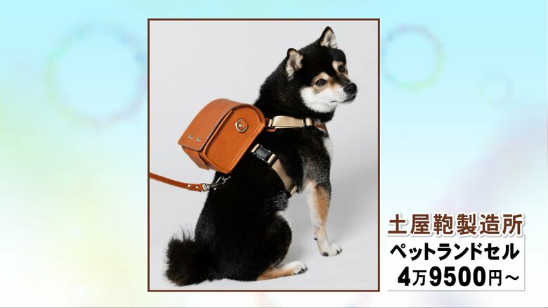 巷は早くも“ラン活”…人気ブランド土屋鞄の『犬用ランドセル』忠犬ハチ公の生誕100周年記念で生まれ好評｜FNNプライムオンライン