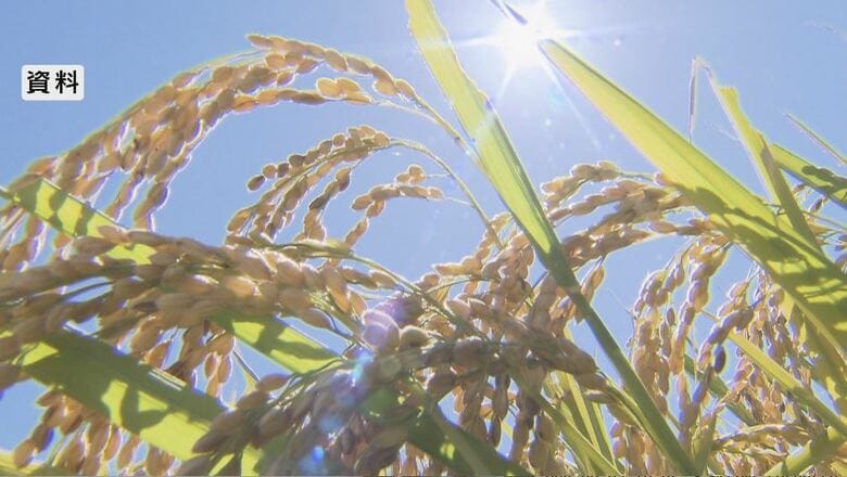 どうなる新米の価格？長野県内の「概算金」は過去最高に　価格の指標に…主な銘柄全て去年の1.7倍｜FNNプライムオンライン