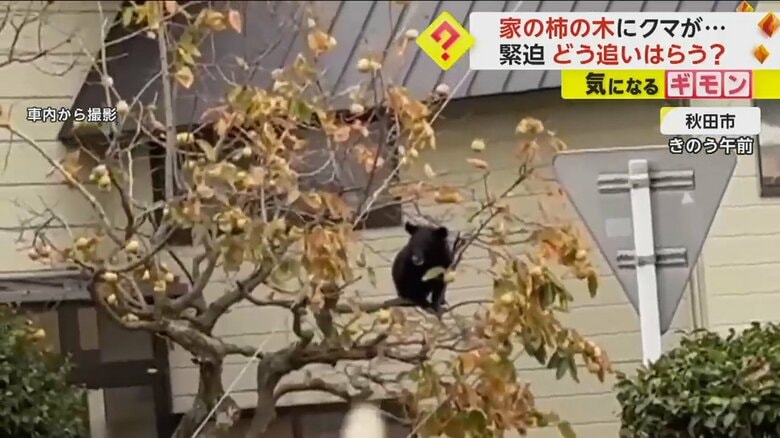 緊迫…家の柿の木に登った“クマ”　棒でつつき追い払う　県内ではクマによるけが人が過去最多を更新　秋田市｜FNNプライムオンライン