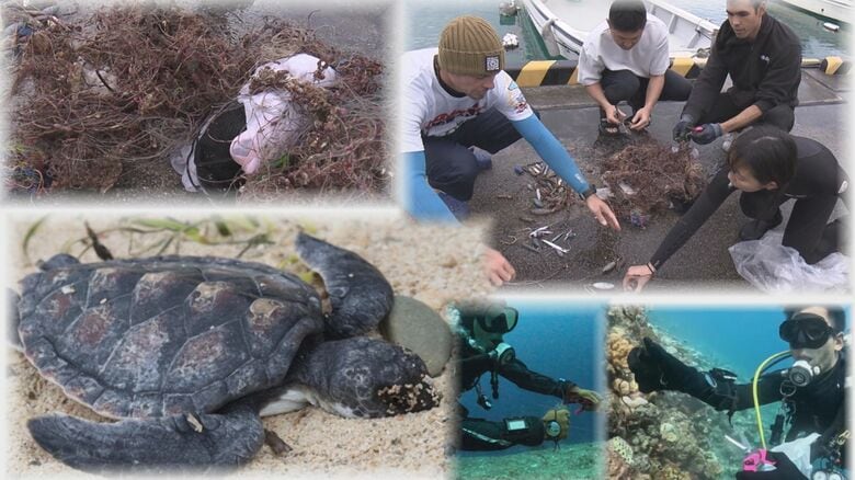 死んだ赤ちゃんウミガメのお腹から出てきたのは60個以上の小さなプラスチック　海の生物救うために心がけてほしい事｜FNNプライムオンライン