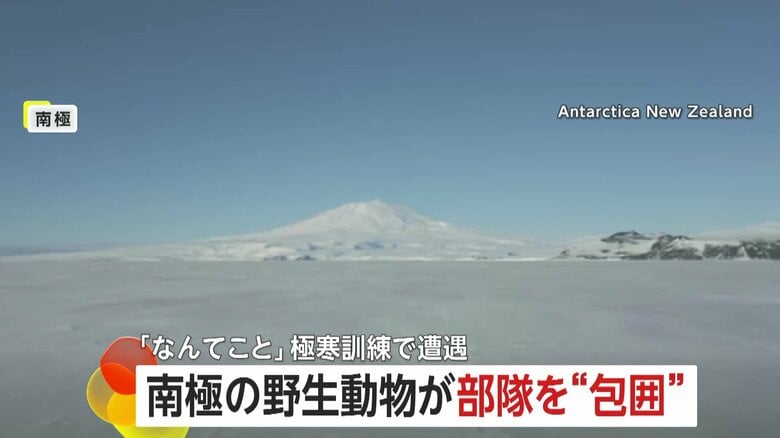 極寒訓練中の南極で野生動物に“包囲された”ニュージーランド軍部隊…思わぬ訪問者に隊員も「なんてこと」|FNNプライムオンライン