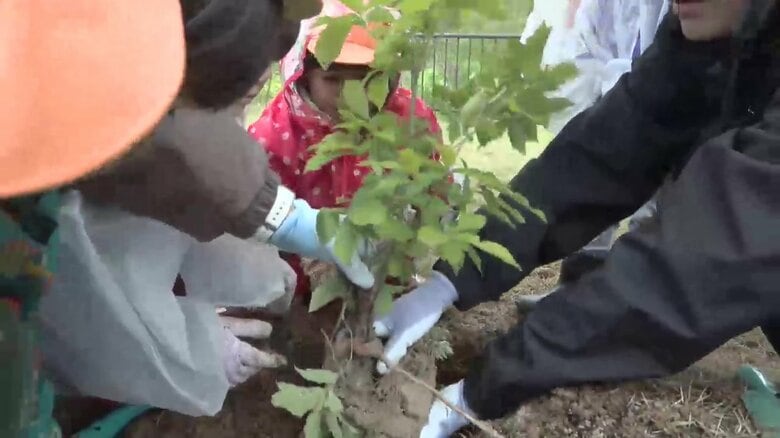 追悼施設で“どんぐりの苗木”を植樹　地元の園児94人が参加　岩手県大槌町｜FNNプライムオンライン