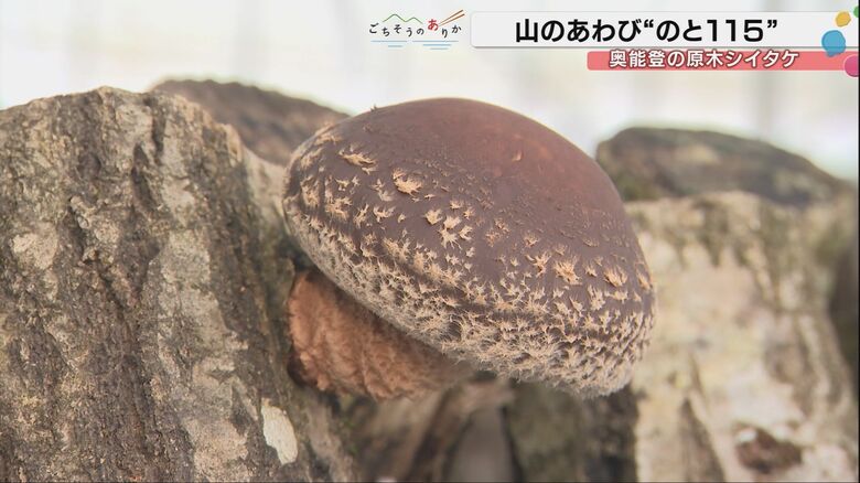 「こんなの食べたことない」奥能登の原木シイタケ「のと115」が能登半島地震からの復興のシンボルに… 21店舗で味わえるフェア開催｜FNNプライムオンライン