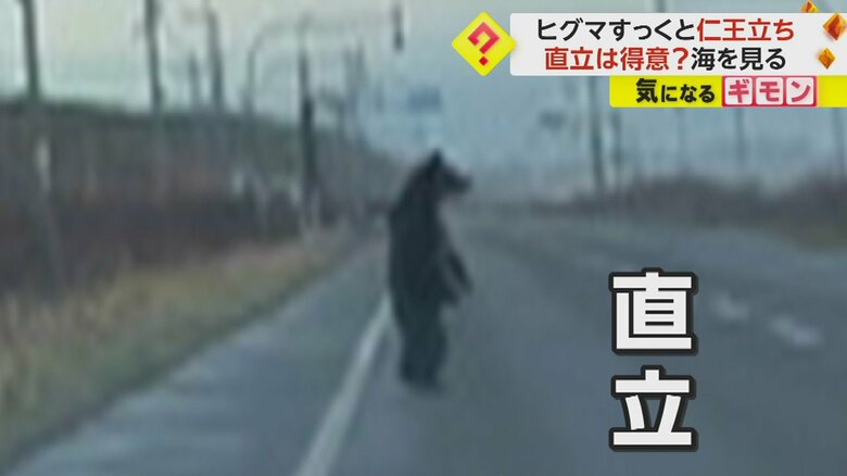 物思いにふける？道路に“仁王立ち”で海を見つめるヒグマ　専門家「様子をうかがうときに立ち上がる」　北海道｜FNNプライムオンライン