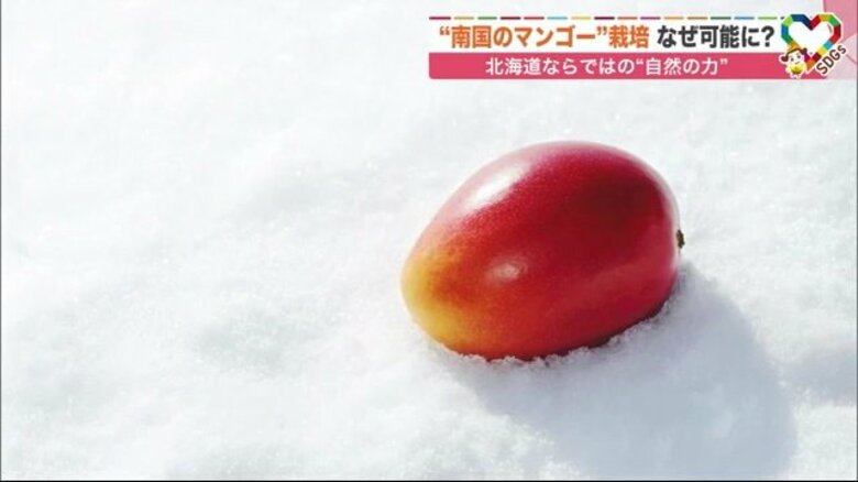 北海道で南国フルーツの“真逆栽培”　温泉と雪を活用した世界的に珍しい挑戦【北海道発】｜FNNプライムオンライン