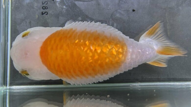 キンギョにおける”松かさ病”について、原因菌の特定と病理組織学的に調べた内容を学会で発表