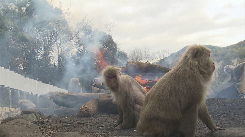 職員「多分日本でここだけ」焚き火で暖を取るサルたち 60年以上前の“恐れなかった1匹のサル”きっかけに｜FNNプライムオンライン
