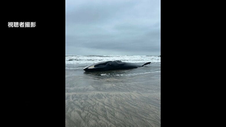 体長17メートルのクジラ漂着　ナガスクジラか　台風接近で撤去見送り、立ち入り注意呼びかけ　千葉・匝瑳市｜FNNプライムオンライン