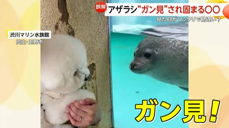 「じーーー」アザラシ“ガン見”…固まるビション・フリーゼ　仲間に似てて勘違い!?　岡山・玉野市「渋川マリン水族館」｜FNNプライムオンライン