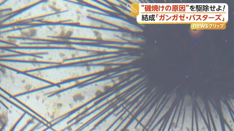 長いとげに毒を持つガンガゼ