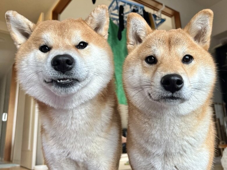 左：柴犬のこむぎくん　右：豆柴のわらびちゃん